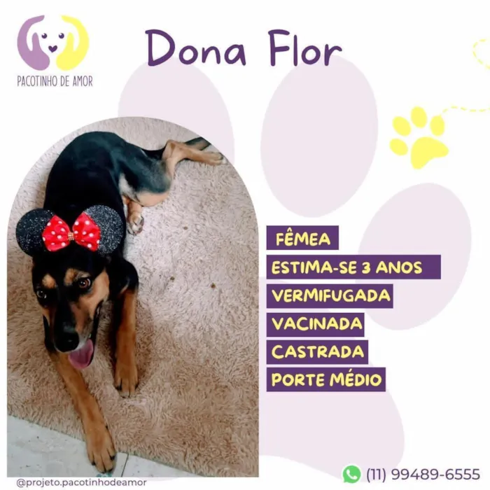 Cachorro raça SRD-ViraLata idade 3 anos nome Dona Flor