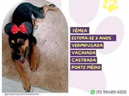 Cachorro raça SRD-ViraLata idade 3 anos nome Dona Flor