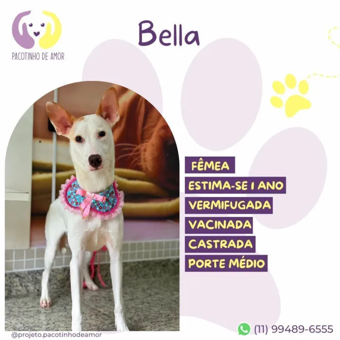 Cachorro raça SRD-ViraLata idade 1 ano nome Bella