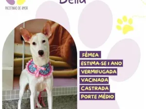 Cachorro raça SRD-ViraLata idade 1 ano nome Bella