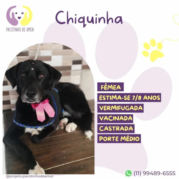 Cachorro raça SRD-ViraLata idade 6 ou mais anos nome Chiquinha