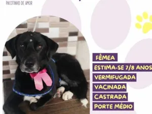 Cachorro raça SRD-ViraLata idade 6 ou mais anos nome Chiquinha