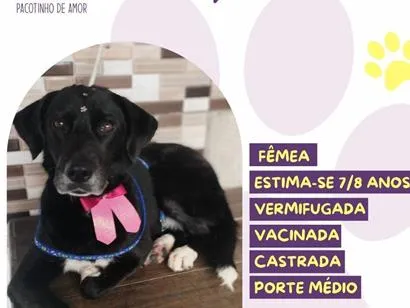 Cachorro raça SRD-ViraLata idade 6 ou mais anos nome Chiquinha