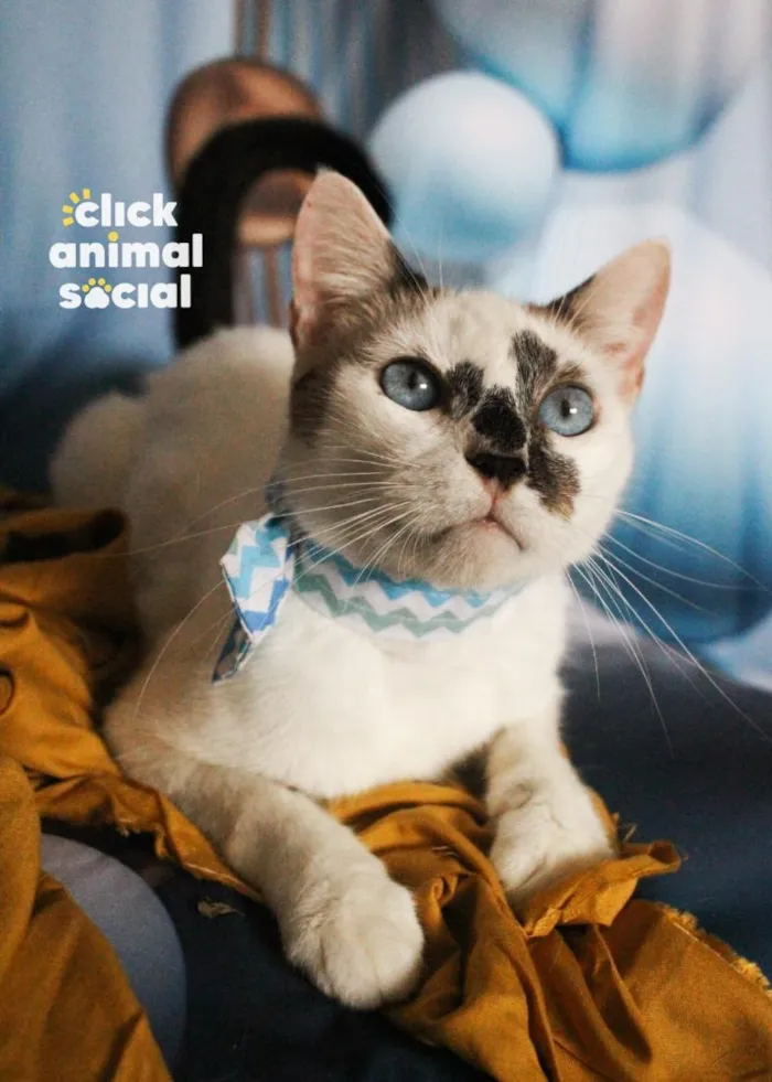 Gato raça SRD-ViraLata idade 2 anos nome Aramis