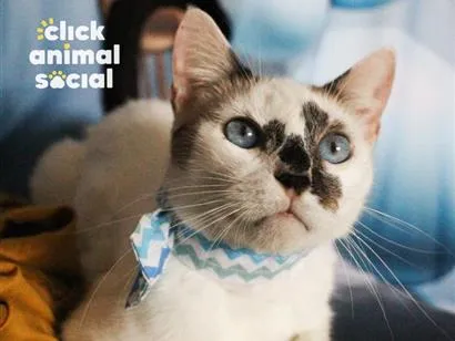Gato raça SRD-ViraLata idade 2 anos nome Aramis