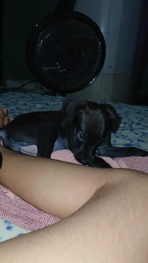 Cachorro raça  idade 2 a 6 meses nome zoye