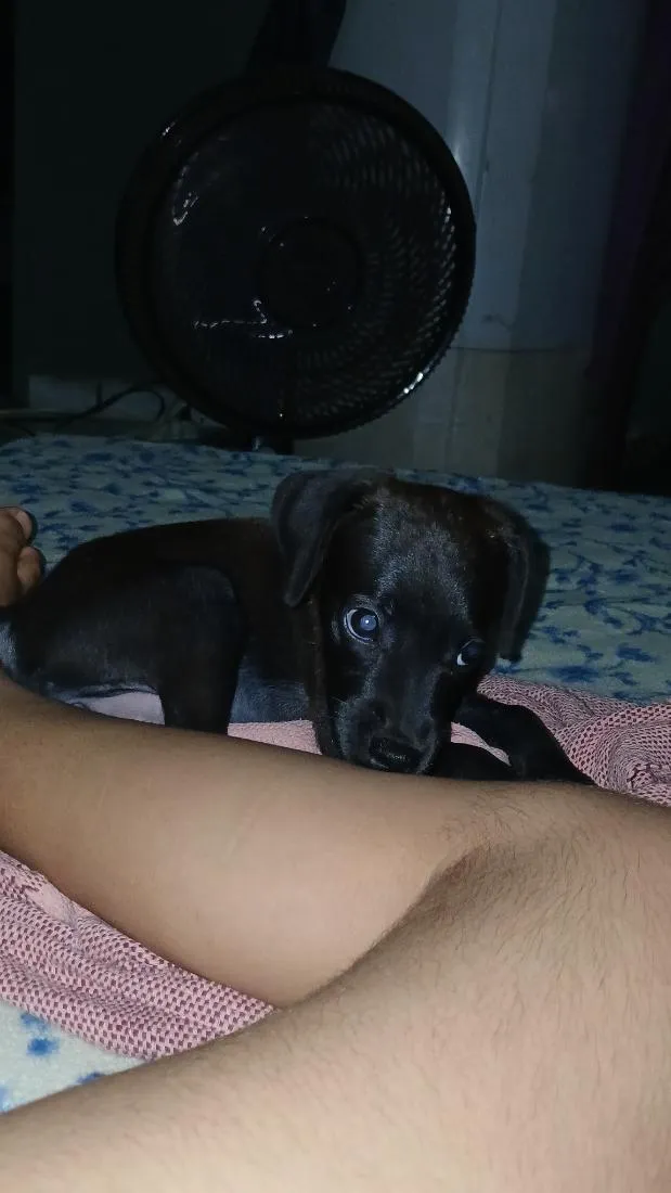 Cachorro raça  idade 2 a 6 meses nome zoye