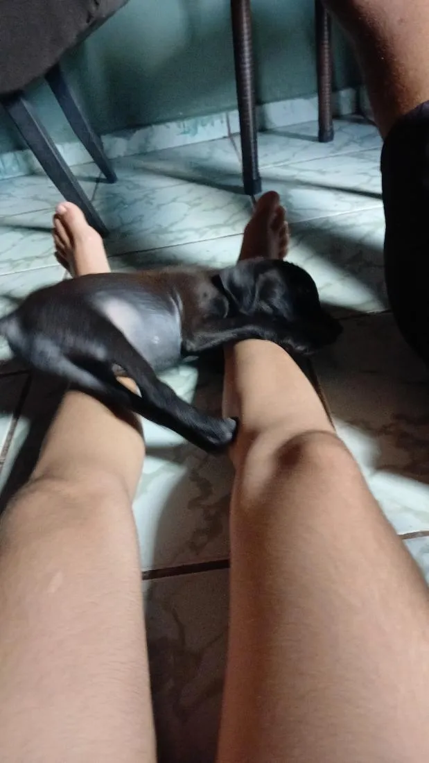 Cachorro raça  idade 2 a 6 meses nome zoye
