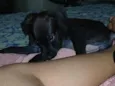 zoye