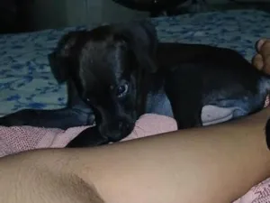 Cachorro raça  idade 2 a 6 meses nome zoye