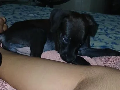 Cachorro raça  idade 2 a 6 meses nome zoye