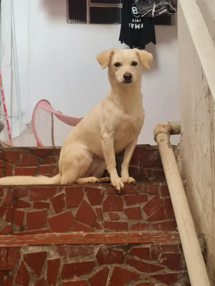 Cachorro raça SRD-ViraLata idade 2 anos nome Maya