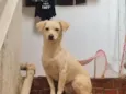 Maya