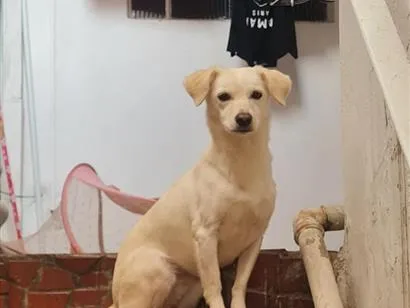 Cachorro raça SRD-ViraLata idade 2 anos nome Maya