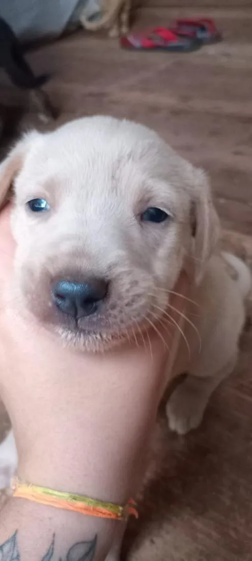 Cachorro raça Labrador idade 2 a 6 meses nome bobe
