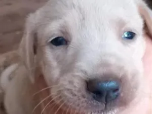 Cachorro raça Labrador idade 2 a 6 meses nome bobe