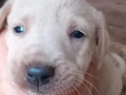 Cachorro raça Labrador idade 2 a 6 meses nome bobe