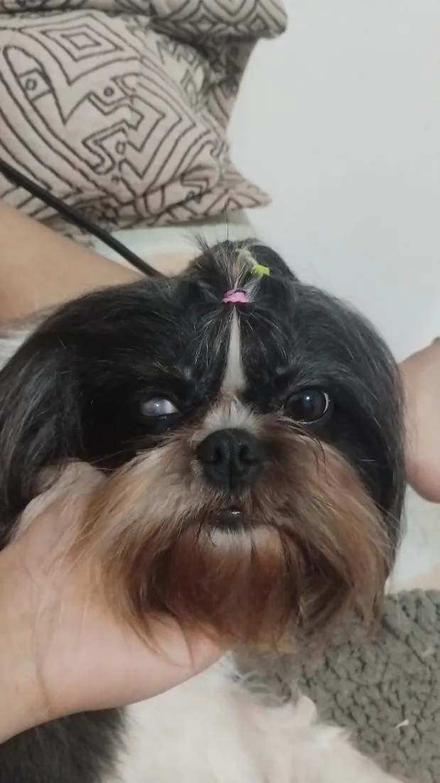 Cachorro raça Shitzu idade 3 anos nome Nala