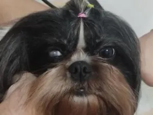 Cachorro raça Shitzu idade 3 anos nome Nala