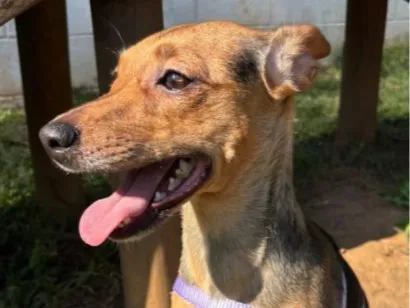 Cachorro raça SRD-ViraLata idade 2 anos nome Kiara
