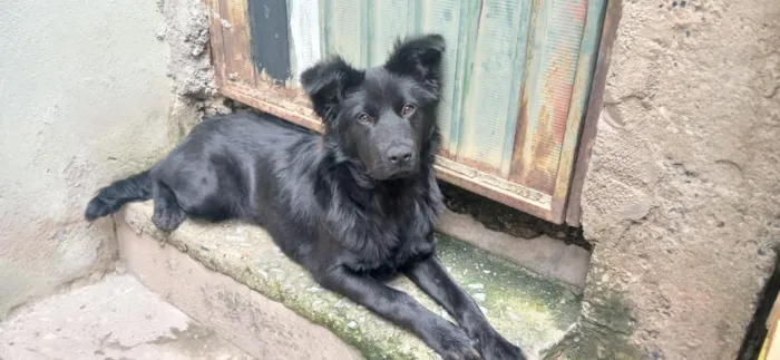Cachorro raça SRD-ViraLata idade 1 ano nome Negona