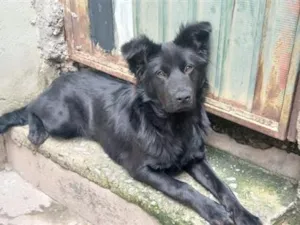 Cachorro raça SRD-ViraLata idade 1 ano nome Negona