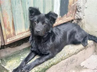 Cachorro raça SRD-ViraLata idade 1 ano nome Negona