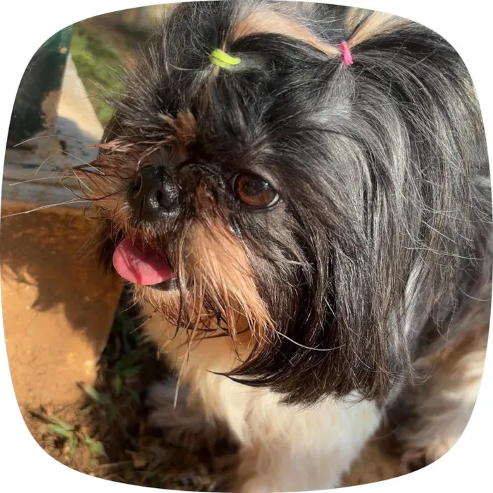 Cachorro raça Shitzu idade 3 anos nome Nala