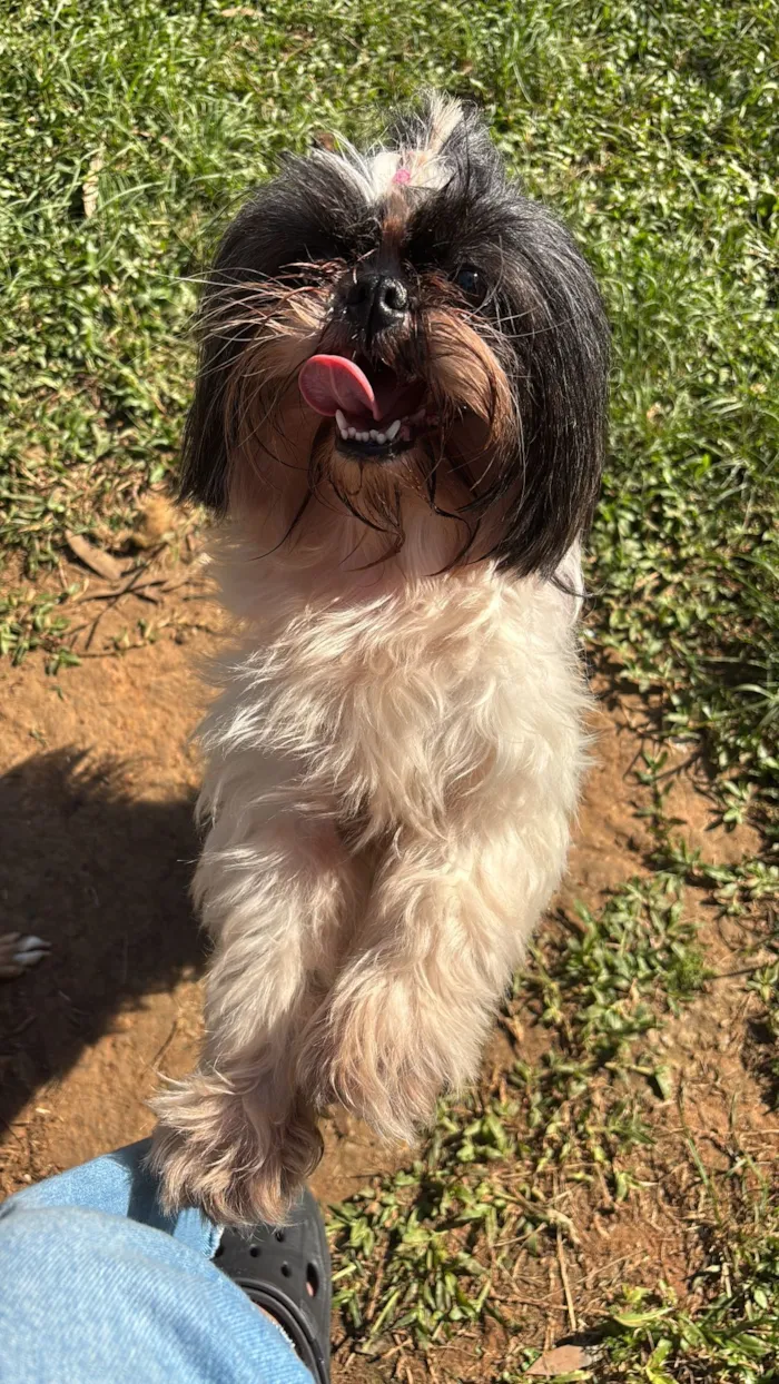 Cachorro raça Shitzu idade 3 anos nome Nala