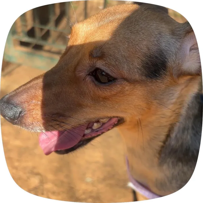Cachorro raça SRD-ViraLata idade 2 anos nome Kiara