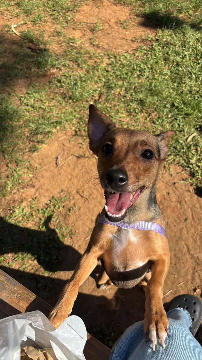 Cachorro raça SRD-ViraLata idade 2 anos nome Kiara