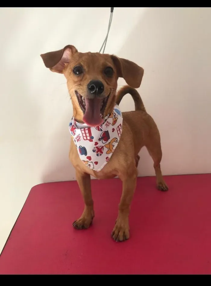 Cachorro raça SRD-ViraLata idade 2 anos nome Chopp