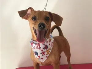 Cachorro raça SRD-ViraLata idade 2 anos nome Chopp