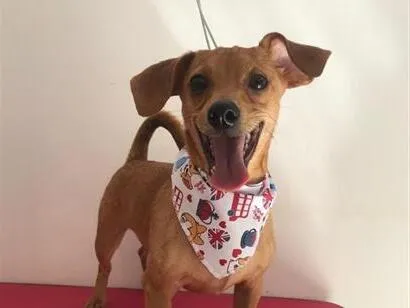 Cachorro raça SRD-ViraLata idade 2 anos nome Chopp