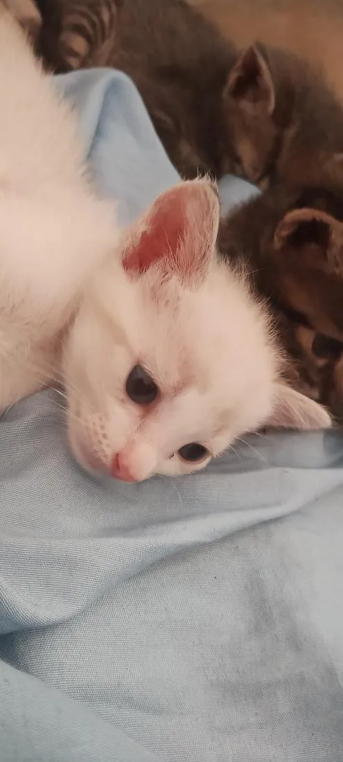 Gato raça SRD-ViraLata idade Abaixo de 2 meses nome gatinhos