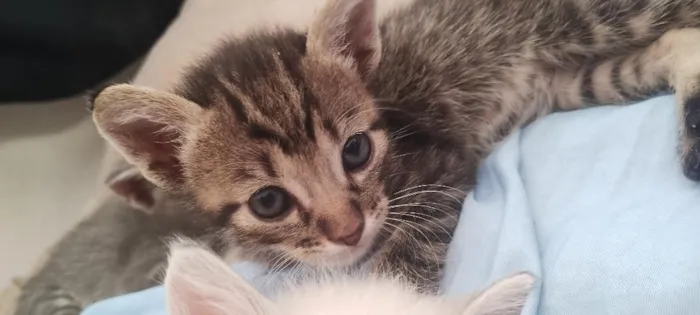 Gato raça SRD-ViraLata idade Abaixo de 2 meses nome gatinhos