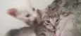 gatinhos