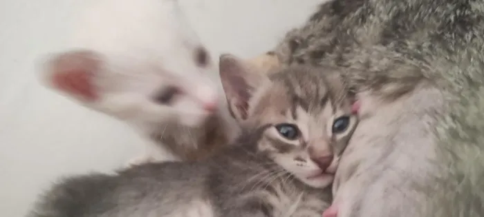Gato raça SRD-ViraLata idade Abaixo de 2 meses nome gatinhos