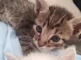 gatinhos