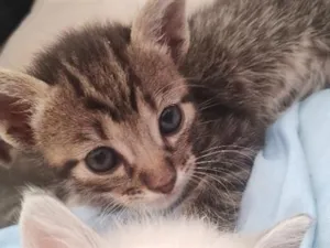 Gato raça SRD-ViraLata idade Abaixo de 2 meses nome gatinhos