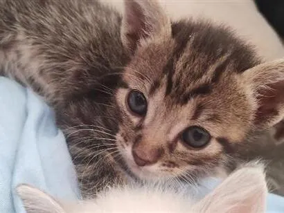 Gato raça SRD-ViraLata idade Abaixo de 2 meses nome gatinhos