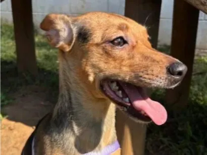 Cachorro raça SRD-ViraLata idade 2 anos nome Kiara