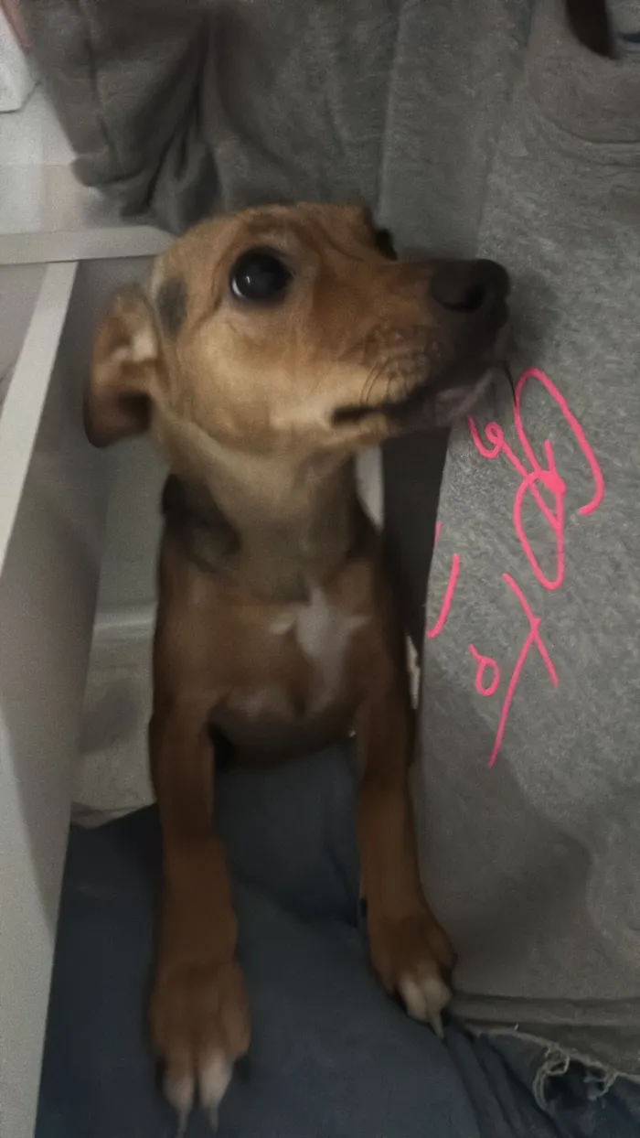 Cachorro raça SRD-ViraLata idade 2 anos nome Kiara