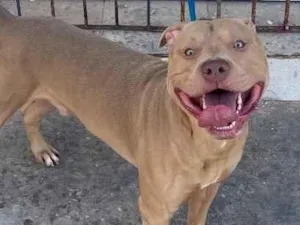 Cachorro raça Pit-Bull idade 4 anos nome Ellijah