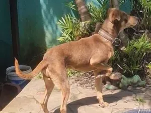 Cachorro raça SRD-ViraLata idade 2 anos nome Valente