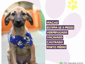 Cachorro raça  idade Abaixo de 2 meses nome Rei randor