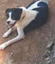 Bolinha