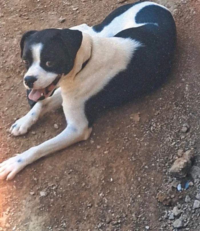Cachorro raça SRD-ViraLata idade 2 anos nome Bolinha