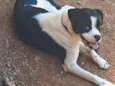 Bolinha