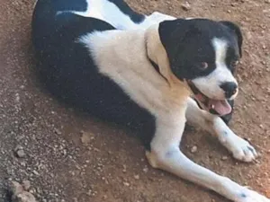 Cachorro raça SRD-ViraLata idade 2 anos nome Bolinha